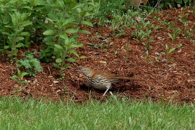 Brown Thrasher