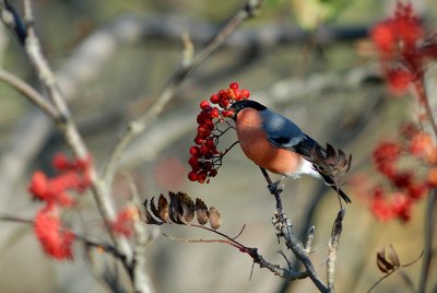 Bullfinch