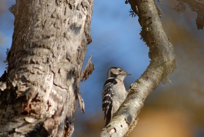 Lesser Spotted Woodpecker