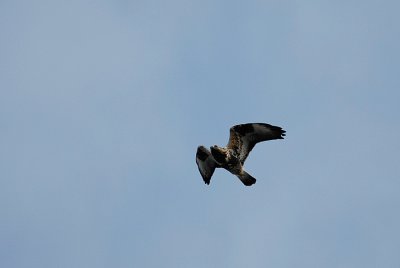 Rough-legged Buzzard