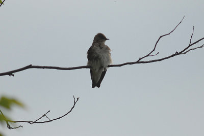 Northern Rough-winged Swallow