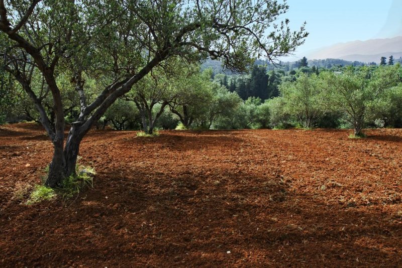 Olive trees on red ground
