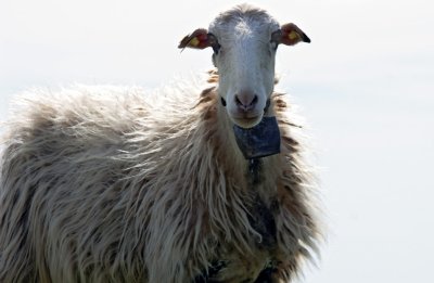 Crossbreeding of the Bluefaced Leicester