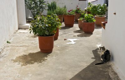 Cat and flowerpots