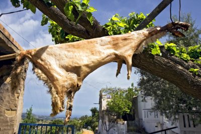 Drying sheep hide