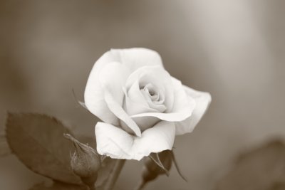 g5/52/826452/3/98855354.f7VanCFw.jpg