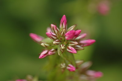 DSC_0746.JPG