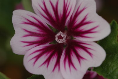 DSC_0796.JPG
