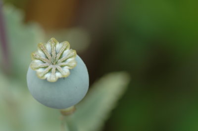 DSC_0800.JPG