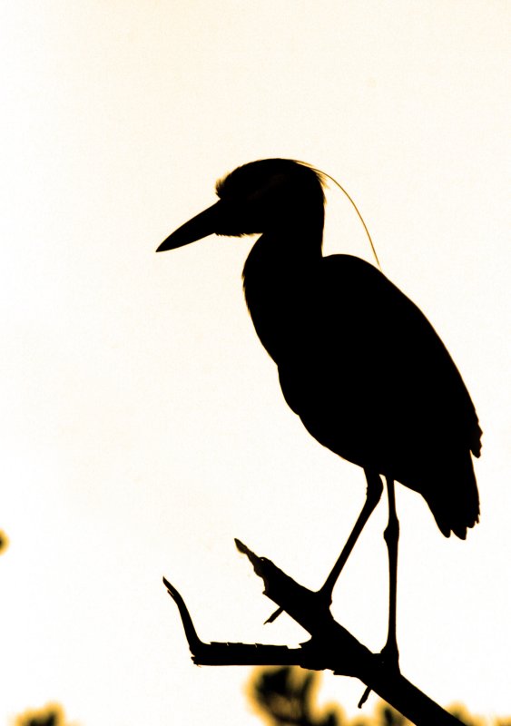 Yellow-crowned Night-heron profile new.jpg