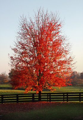 Maple in Fall.jpg