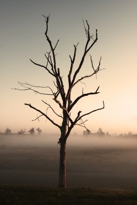 Lone Tree Foggy Morning.jpg