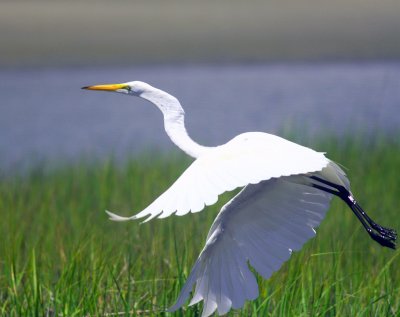 Egret Take Off.jpg