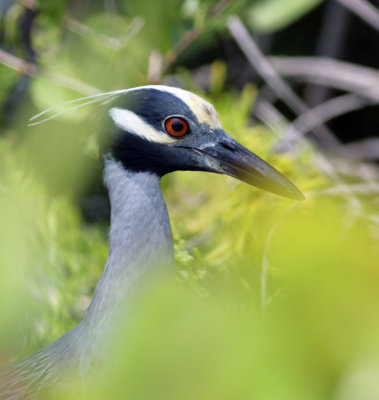 Yellow-crowned Night-heron .jpg