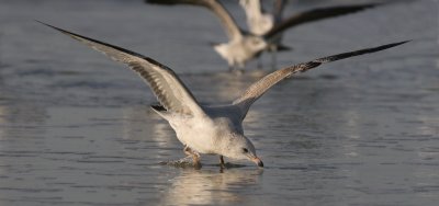 Sea Gull Flight Plan.jpg