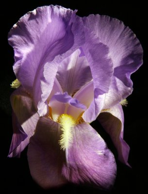 The Bearded Iris.jpg