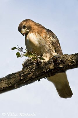 Red-tailed Hawk (Lola)