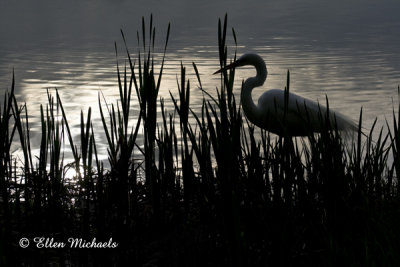 Great Egret On Pond