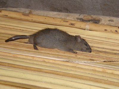 Rat onder het bed