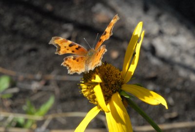 PolygoniaZephyrus_0790.jpg