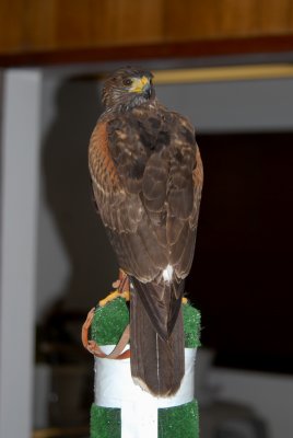Male Harris Hawk