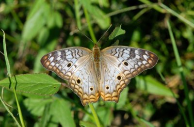 White Peacock