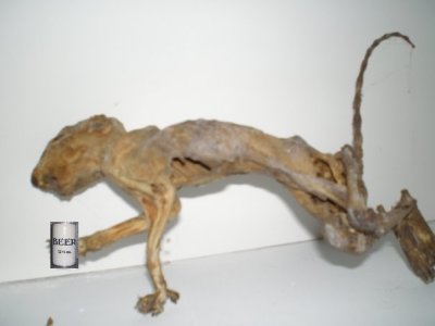 mummy_squirrel.jpg