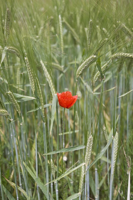 Poppy with Wheat