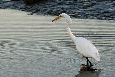 Great Egret