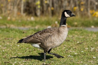 Cackling Goose