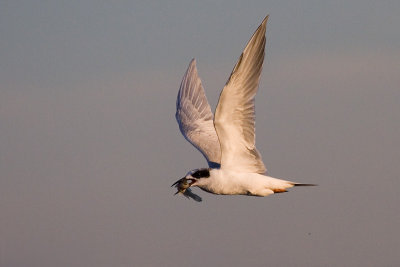 Forster's Tern with fish