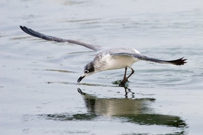 Franklin's Gull