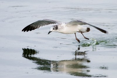 Franklin's Gull