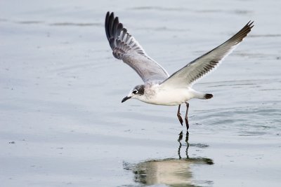 Franklin's Gull