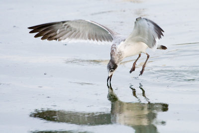 Franklin's Gull