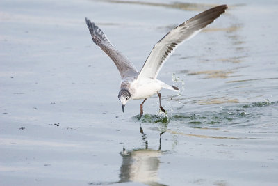 Franklin's Gull