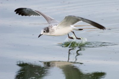 Franklin's Gull