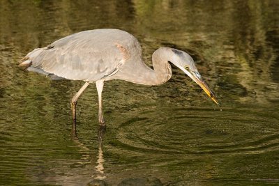 Great Blue Heron with crayfish