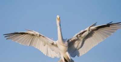 Great Egret