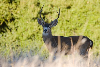 Black-tailed Deer buck
