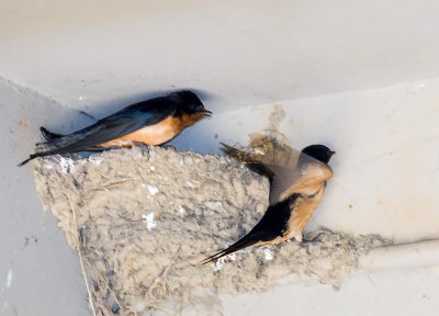 Barn Swallows on nest