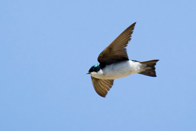 Tree Swallow