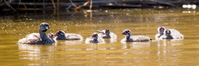 Pied-billed Grebe with 7 chicks