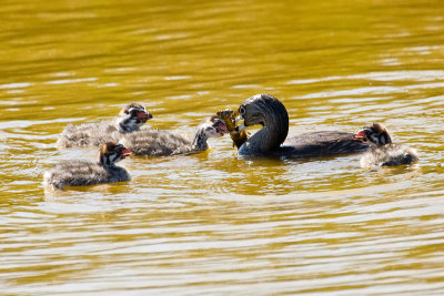 Pied-billed Grebe chicks with crayfish
