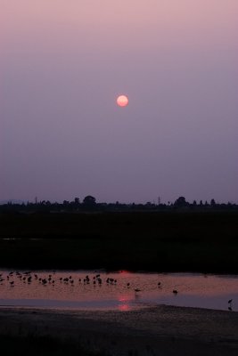 Stilts and Avocets under red sun