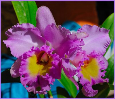 New Catelya Orchid.jpg