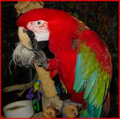 Red Parrot.jpg