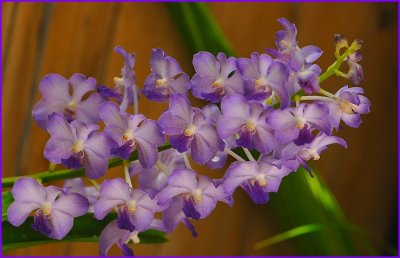 orchid D700 35mm.jpg