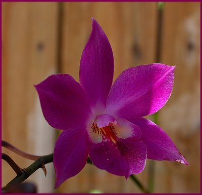 Purple Orchid D700.jpg