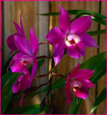 Violet Orchidd2x.jpg